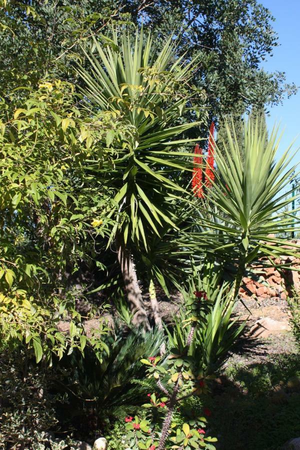 Quinta Teresinha Pensionat Silves Exteriör bild